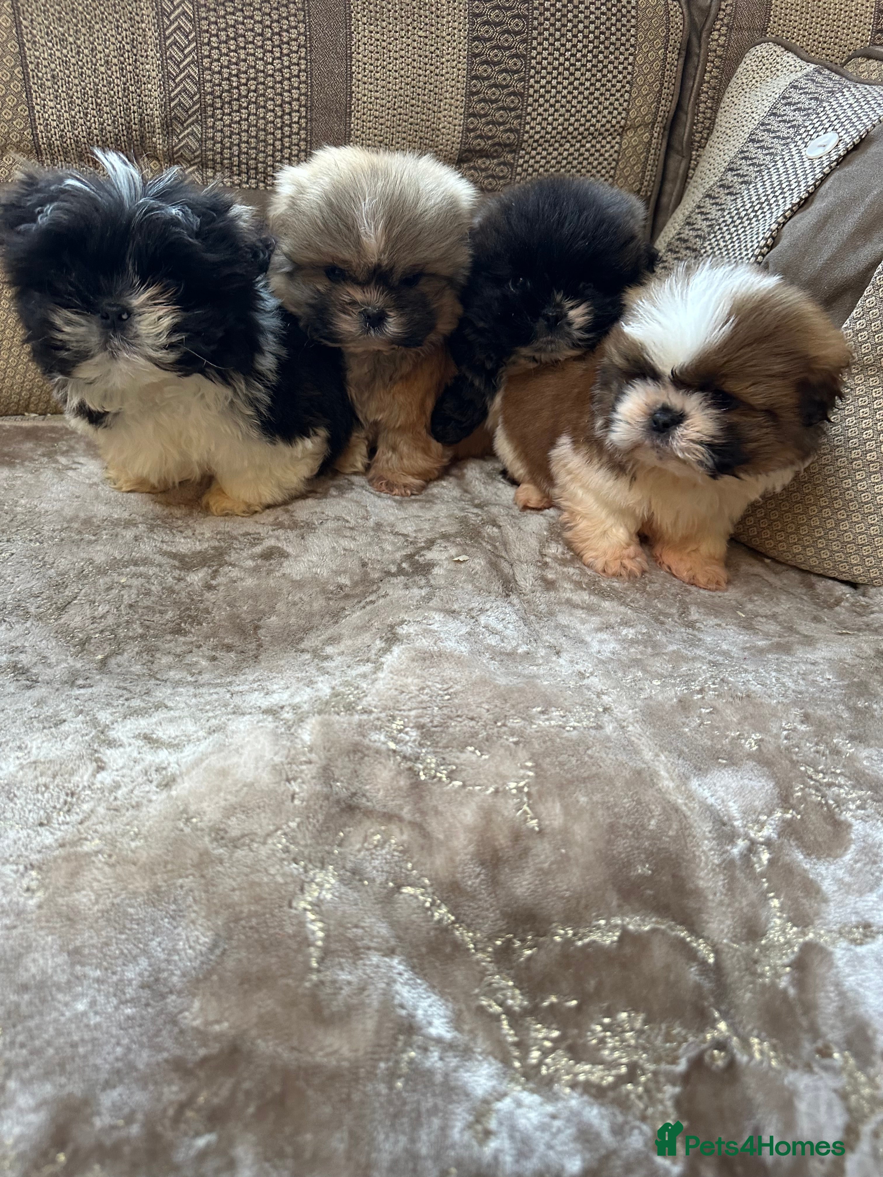 Shih Tzu dogs Shih Tzu pups - Advert 2