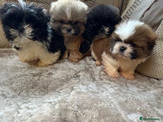 Shih Tzu dogs Shih Tzu pups - Advert 2