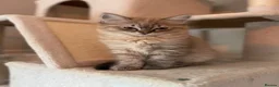 Ragdoll cats for sale: READY NOW! Last Female rare mink lynx ragdoll - Advert 10