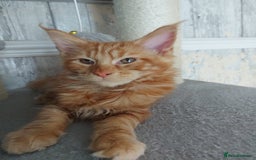 Maine Coon cats for sale: Beautiful XXL Maine-coon kittens 😸 ♥️  - Image 12