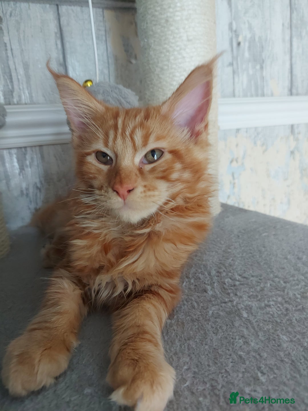 Maine Coon cats for sale: Beautiful XXL Maine-coon kittens 😸 ♥️  - Image 12