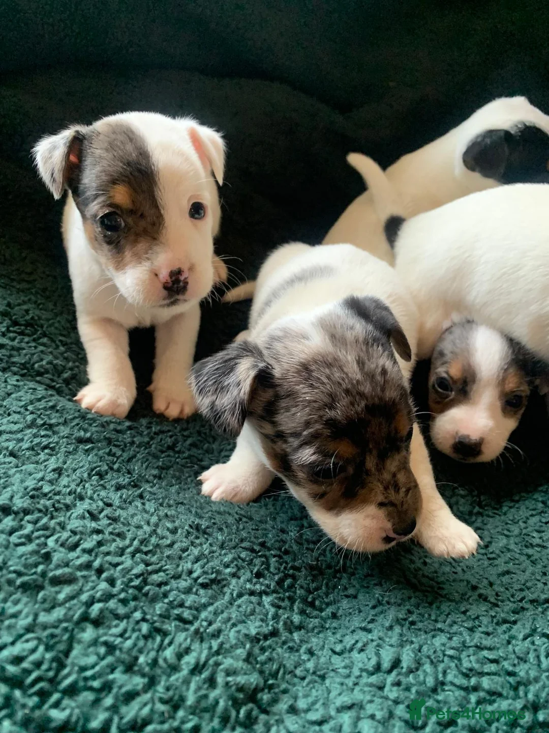 Jack Russell dogs for sale: Jack Russell Puppies  - Advert 6