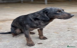 Mixed Breed dogs for sale: 4 beautiful spaniel X jack russel pups ❤️ - Image 16