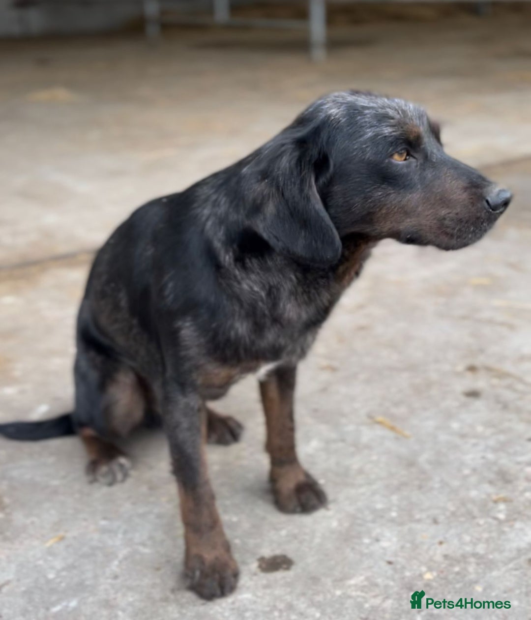 Mixed Breed dogs for sale: 4 beautiful spaniel X jack russel pups ❤️ - Image 16