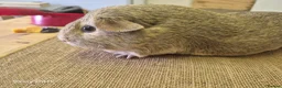 Guinea Pig rodents for sale: Boars available  - Advert 6