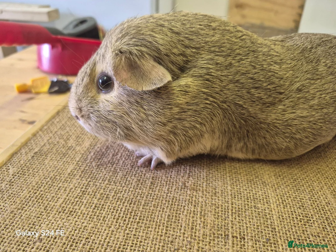 Guinea Pig rodents for sale: Boars available  - Advert 6