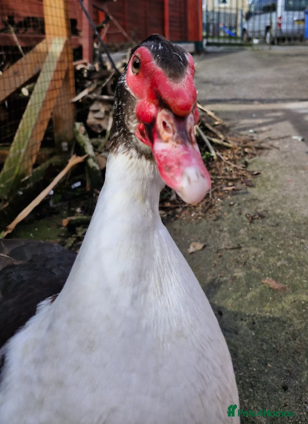 Ducks poultry for sale: Muscovy Drake Around 8 Months Old Need New Home - Advert 1