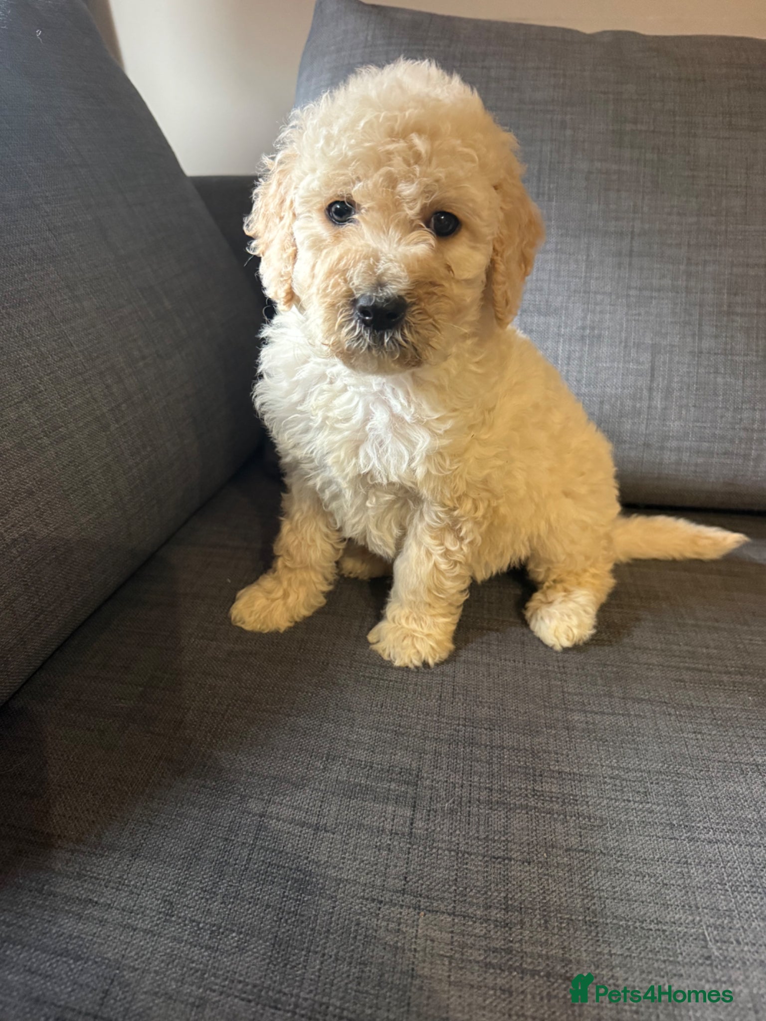 Goldendoodle dogs Goldendoodle puppies for sale ready to leave  - Advert 1