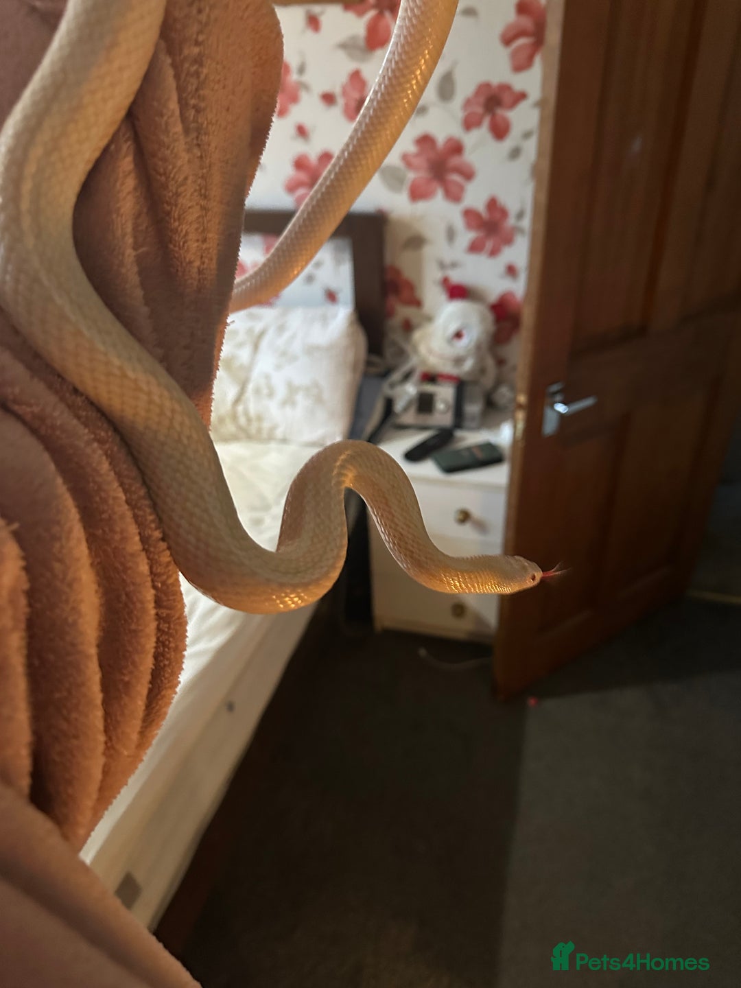 Corn Snake reptiles for sale: Female albino corn snake - Advert 3