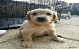 Golden Retriever dogs for stud: Handsome Golden boy for stud  in Frome - Image 15