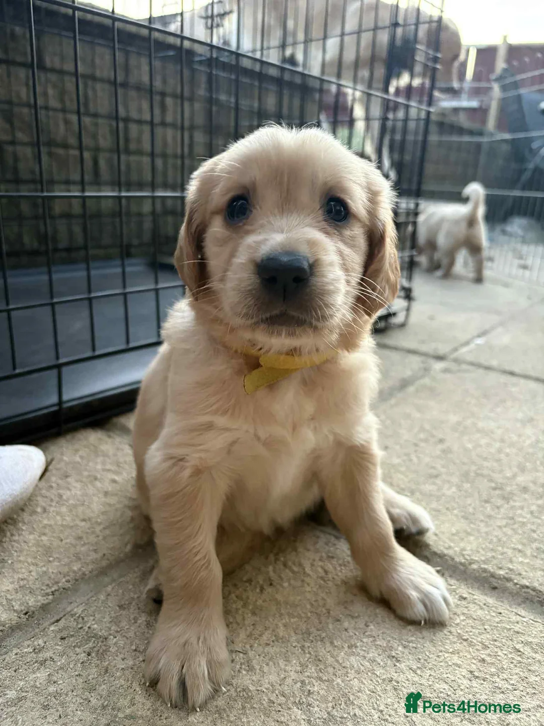 Golden Retriever dogs for stud: Handsome Golden boy for stud  in Frome - Advert 15