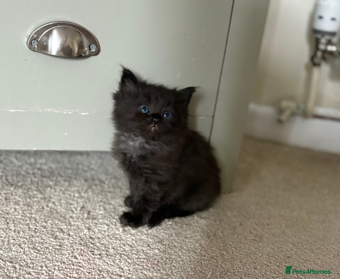 Ragdoll cats for sale: 4 lush kittens looking for home  - Image 3