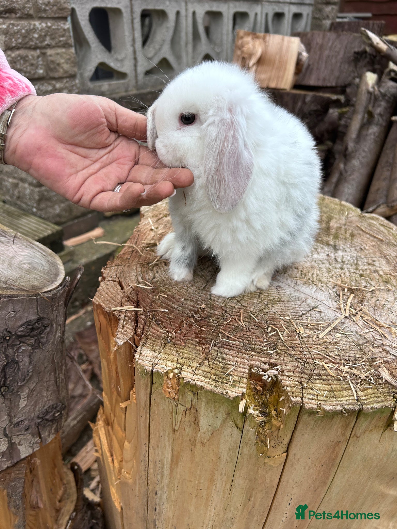Mini Lop rabbits Beautiful minilop - Advert 9
