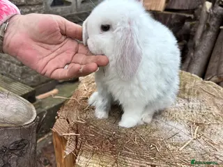 Mini Lop rabbits Beautiful minilop - Advert 9