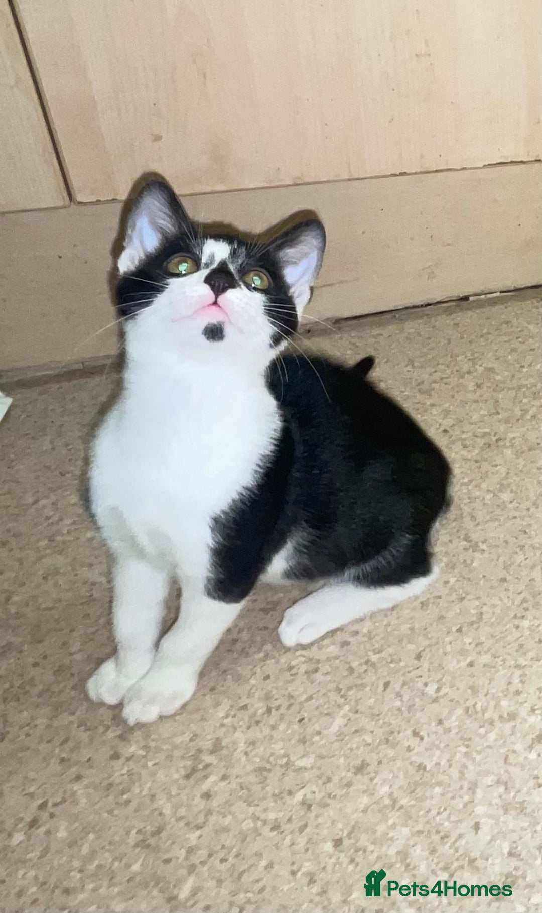 Mixed Breed cats for sale: Kittens for sale - Advert 5