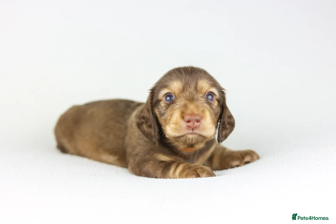 Miniature Dachshund dogs for sale: Long haired mini daschunds  - Advert 2