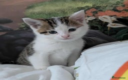 British Shorthair cats for sale: British Short Hair x Domestic Short Hair - Image 17