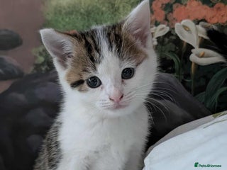 British Shorthair cats - Advert 11