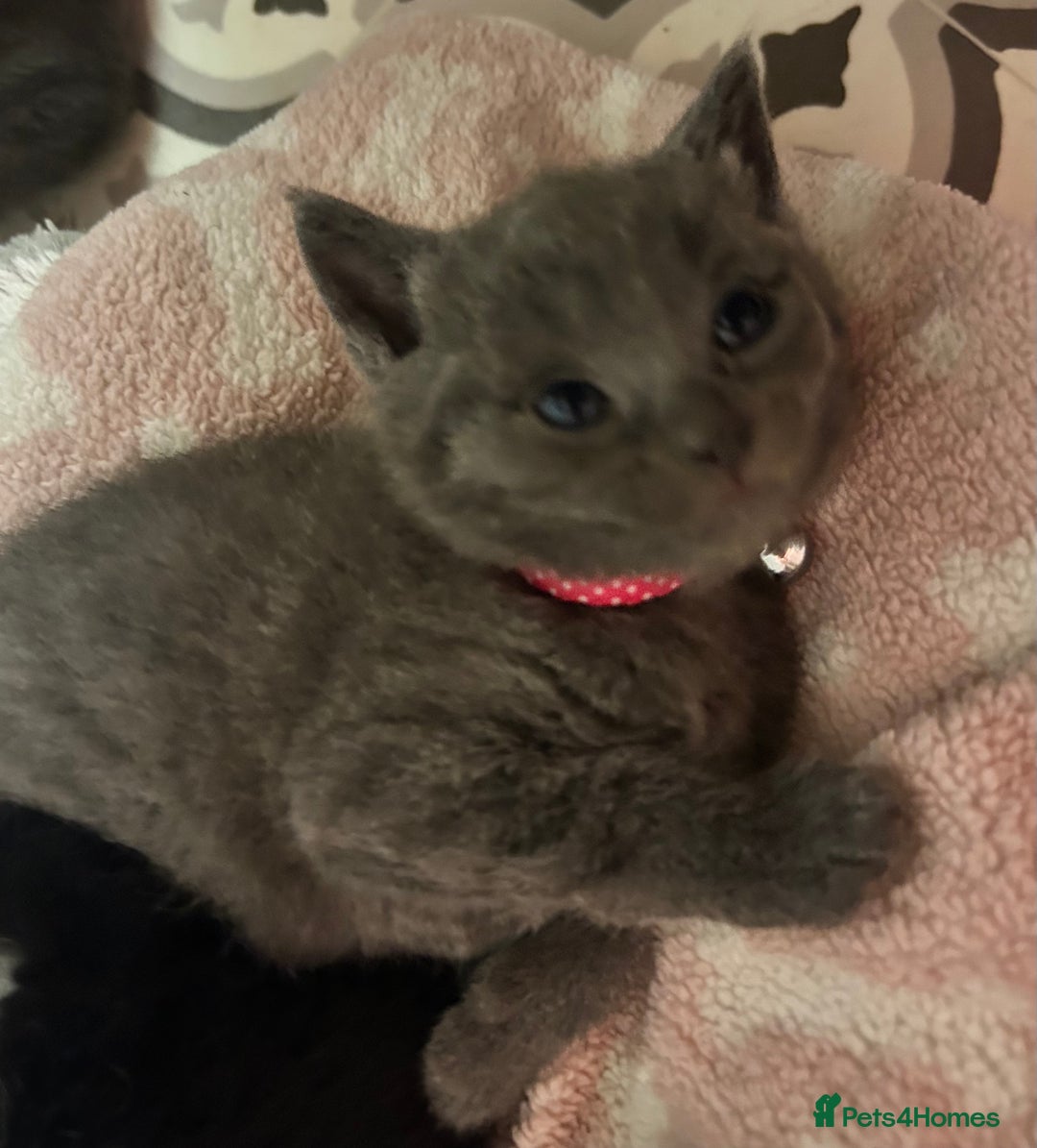 Russian Blue cats for sale: One beautiful Russian blue girl left 🩷 - Advert 2