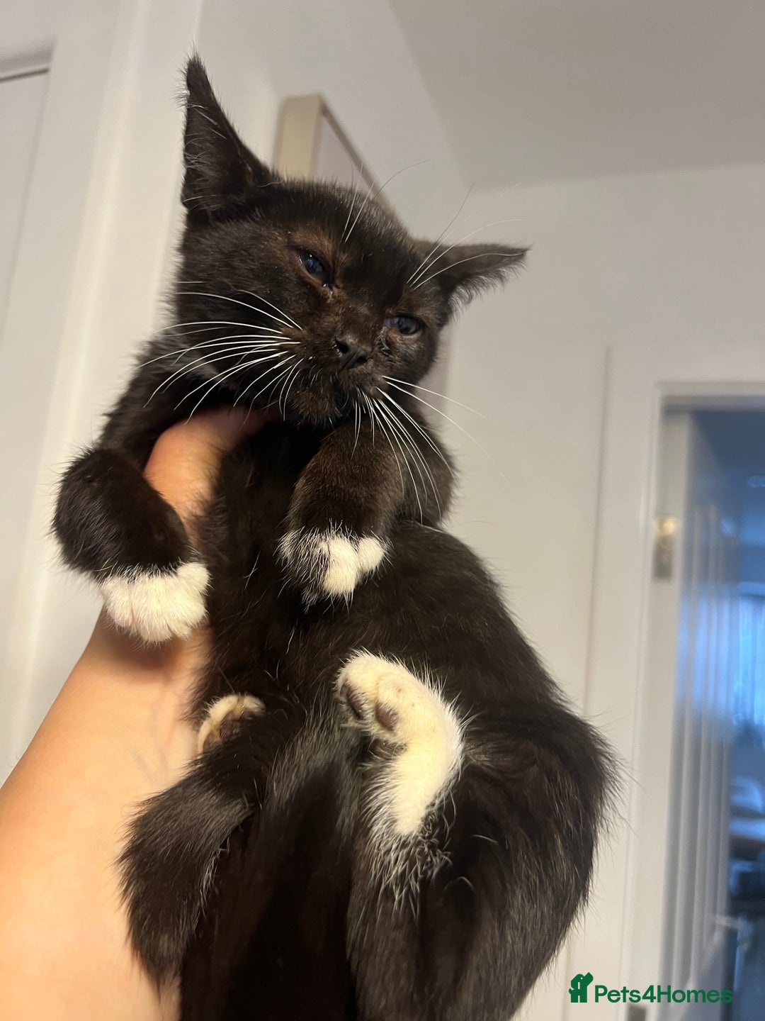 British Shorthair cats for sale: British short hair mixed kittens  - Image 8