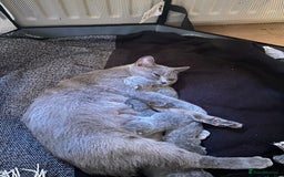 Scottish Fold cats for sale: Scottish Fold kittens for sale 3 Girls 2 Boys  - Advert 23