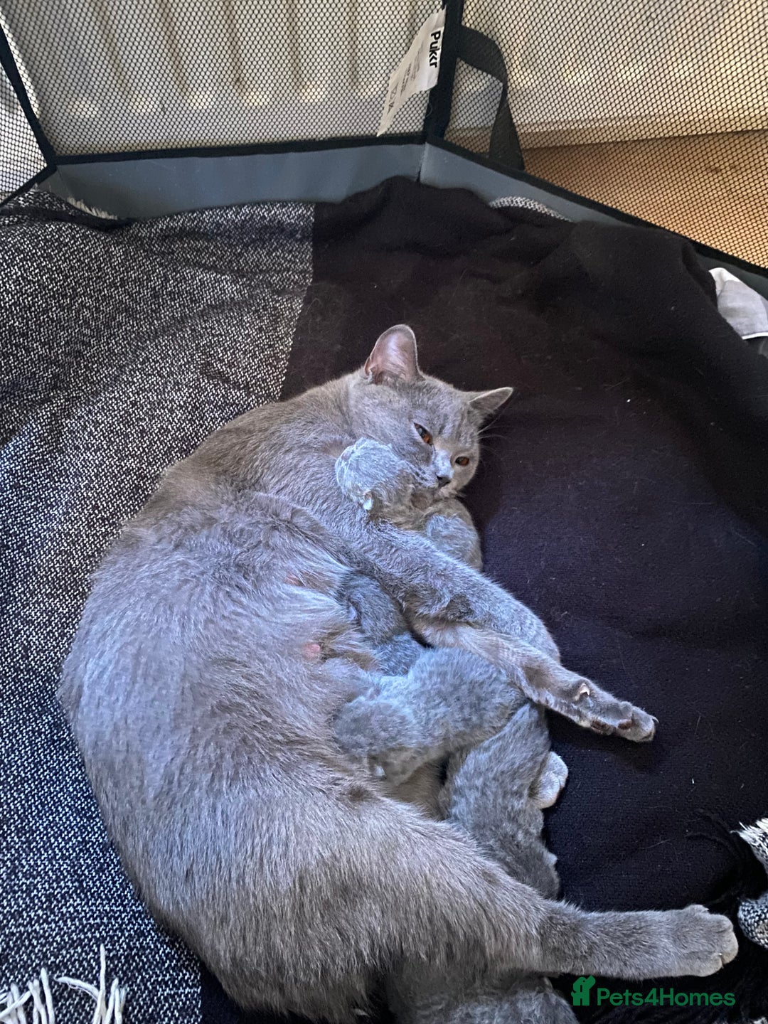 Scottish Fold cats for sale: Scottish Fold kittens for sale 3 Girls 2 Boys  - Advert 23