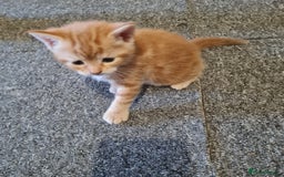 Mixed Breed cats for sale: Ginger female  - Image 3
