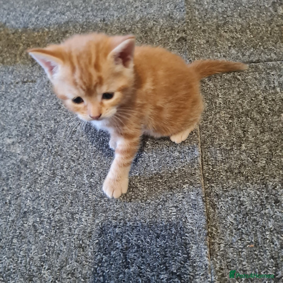 Mixed Breed cats for sale: Ginger female  - Image 3