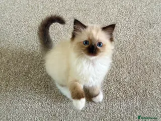 Ragdoll cats Stunning ragdoll kittens - Advert 5