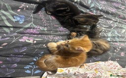 Mixed Breed cats for sale: Gorgeous fluffy kittens ready now - Image 4