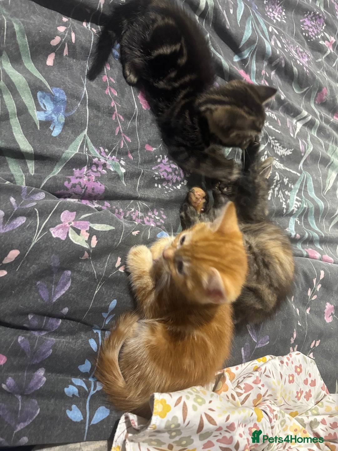 Mixed Breed cats for sale: Gorgeous fluffy kittens ready now - Image 4
