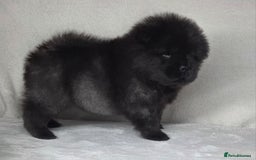 Chow Chow dogs for sale: Last Puppy – Rare Blue Chow Chow Girl🐾 - Image 26