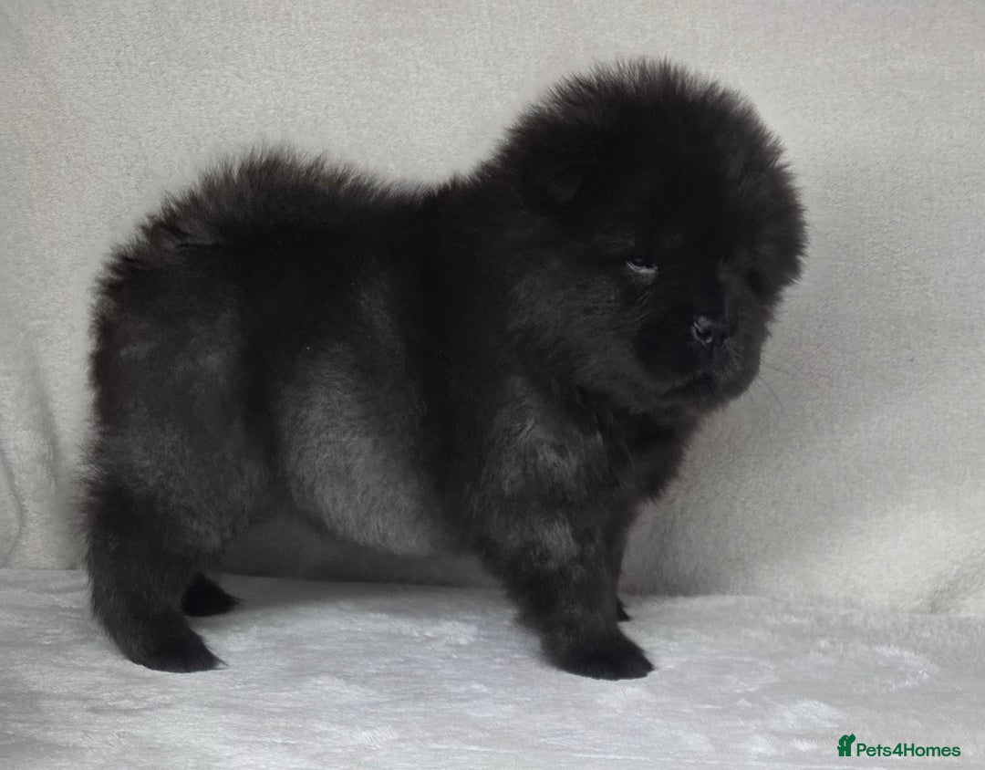 Chow Chow dogs for sale: Last Puppy – Rare Blue Chow Chow Girl🐾 - Image 26