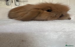 Mini Lion Lop rabbits for sale: Gorgeous fluffy little mini lion lop baby bunny’s  - Advert 15