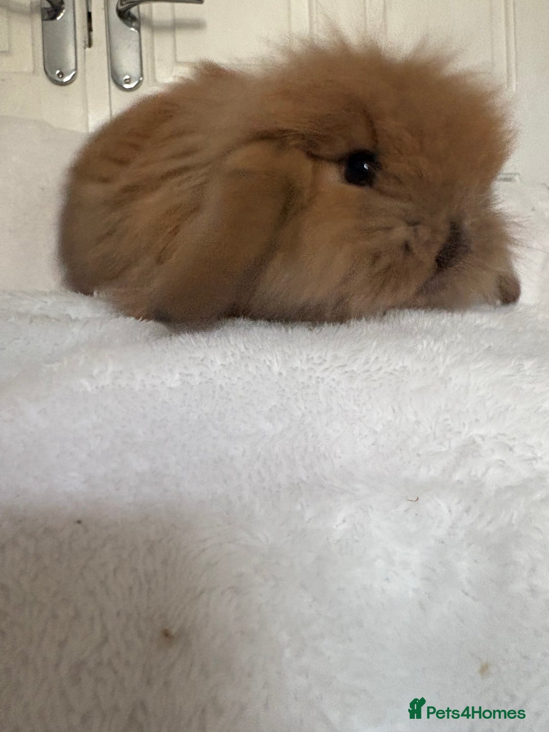 Mini Lion Lop rabbits for sale: Gorgeous fluffy little mini lion lop baby bunny’s  - Advert 15