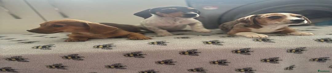 Mixed Breed Puppy 2