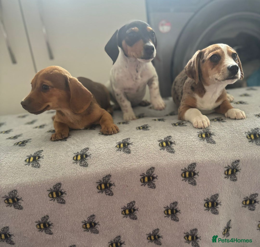 Mixed Breed dogs for sale: Dachshund x Jack Russell's puppies  - Image 4