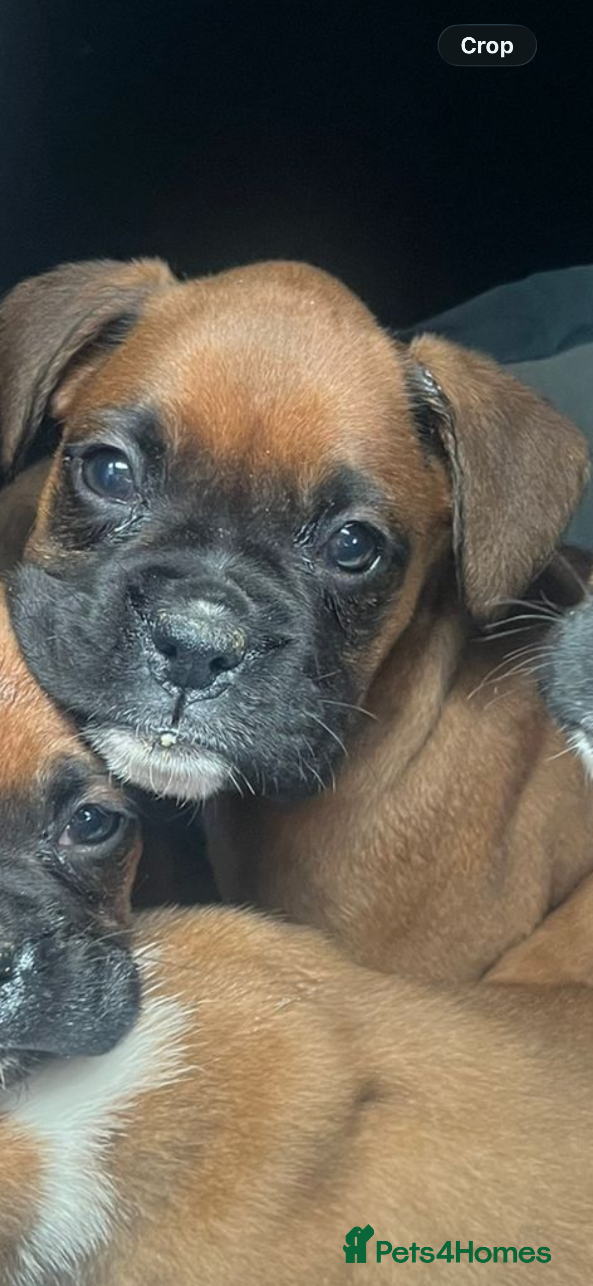 Boxer dogs stunning boxer puppies - Advert 1