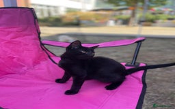 Mixed Breed cats for sale: Farm kittens - Image 8
