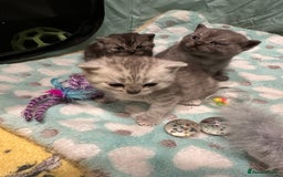 British Shorthair cats for sale: GORGEOUS BSH KITTENS in Oldham - Image 15