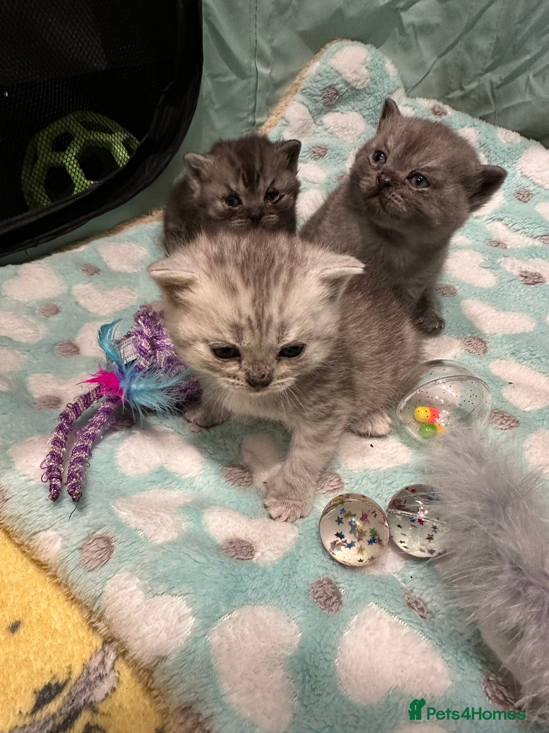 British Shorthair cats for sale: GORGEOUS BSH KITTENS in Oldham - Image 15