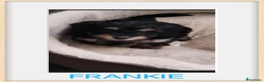 Frankie 