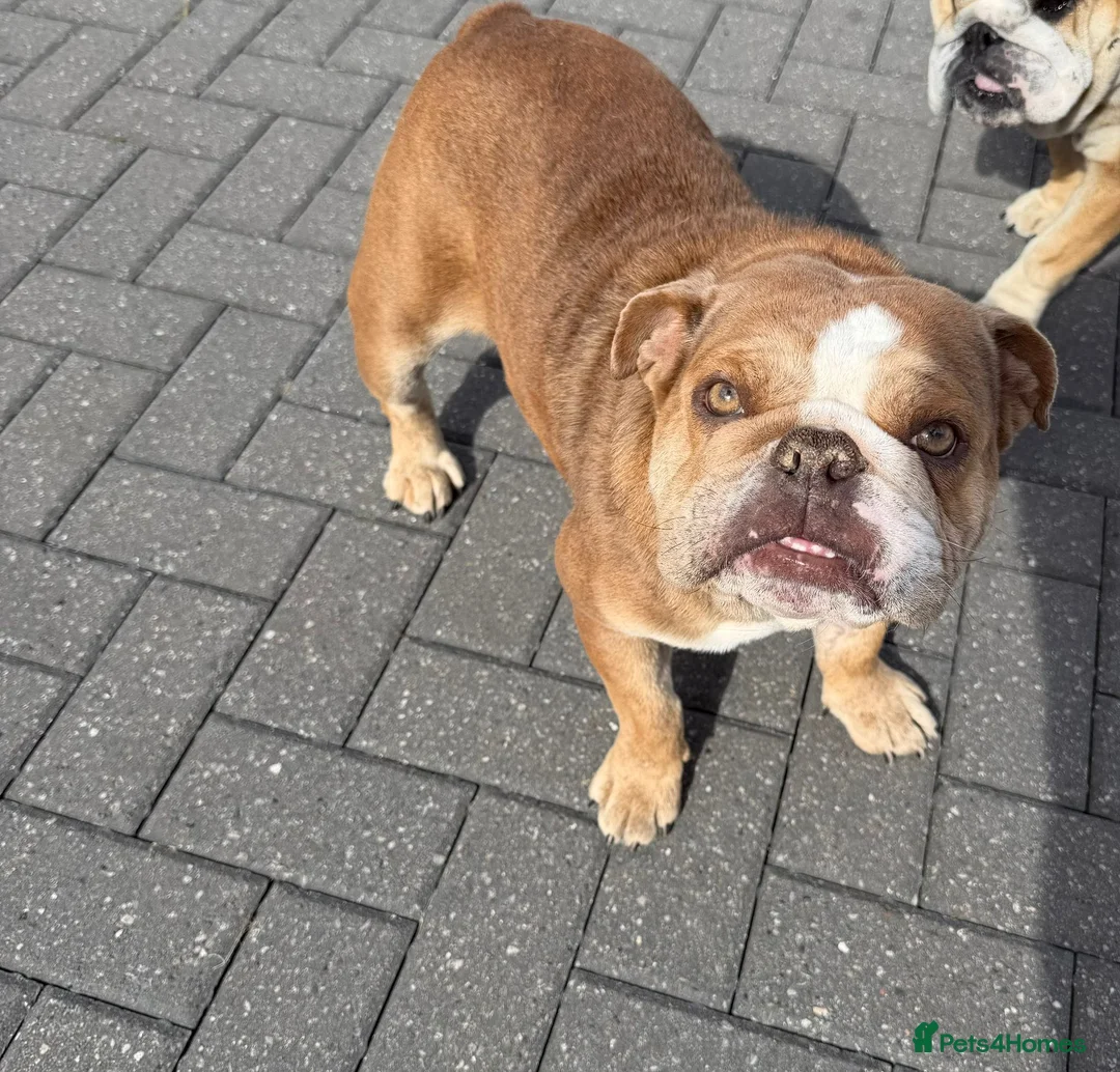 English Bulldog dogs for sale: Dolly & Nelly  - Advert 2
