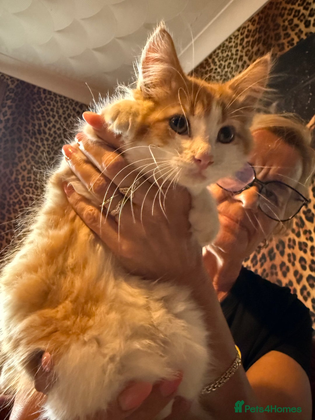 Mixed Breed cats for sale: A BOY AND A GIRL, READY NOW  - Image 5
