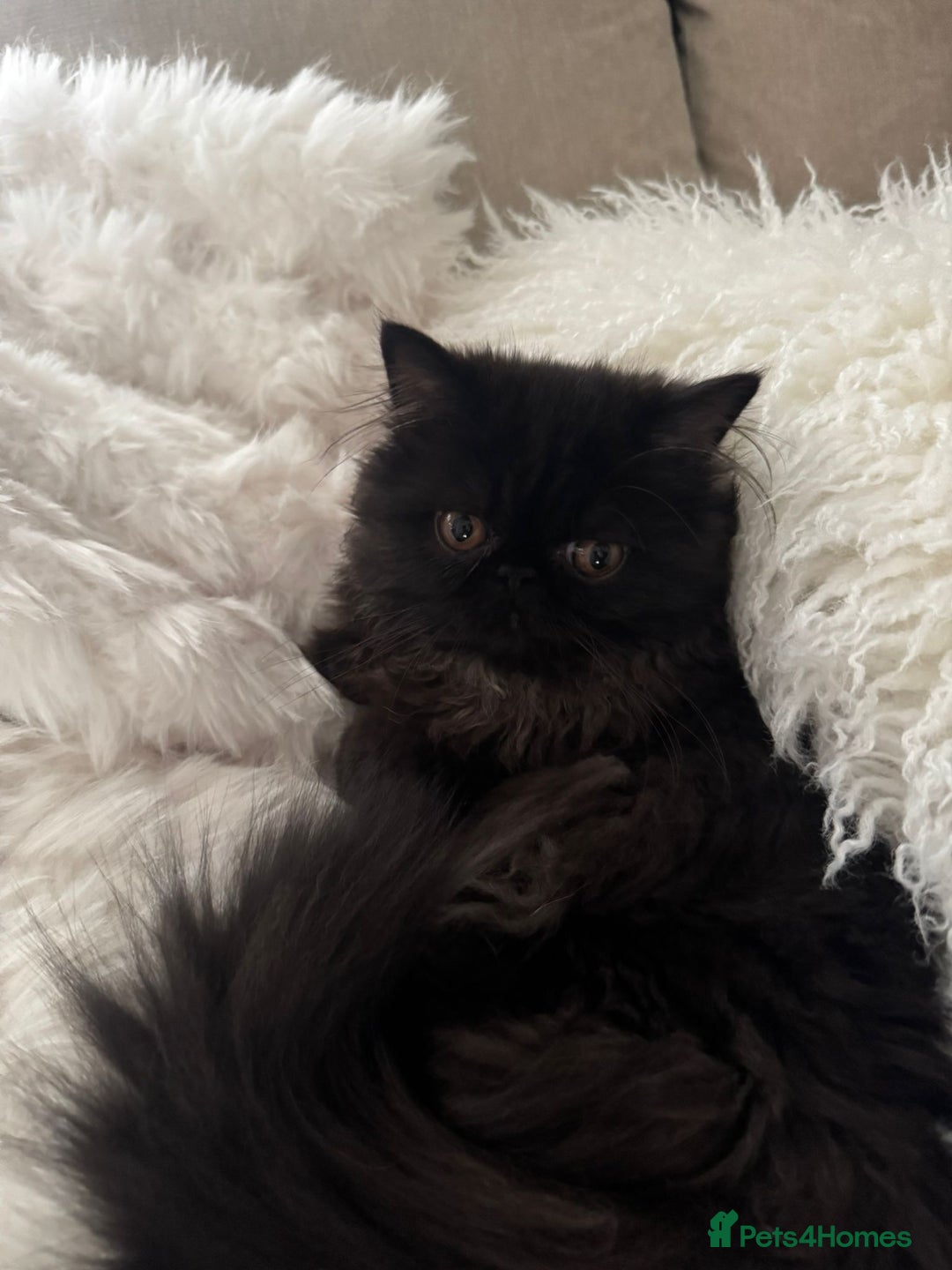 Persian cats for sale: ✨ Adorable 4-Month-Old Persian Kitten Available ✨ - Advert 5