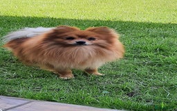 Pomeranian dogs for sale: 3 Stunning Poms - Image 15