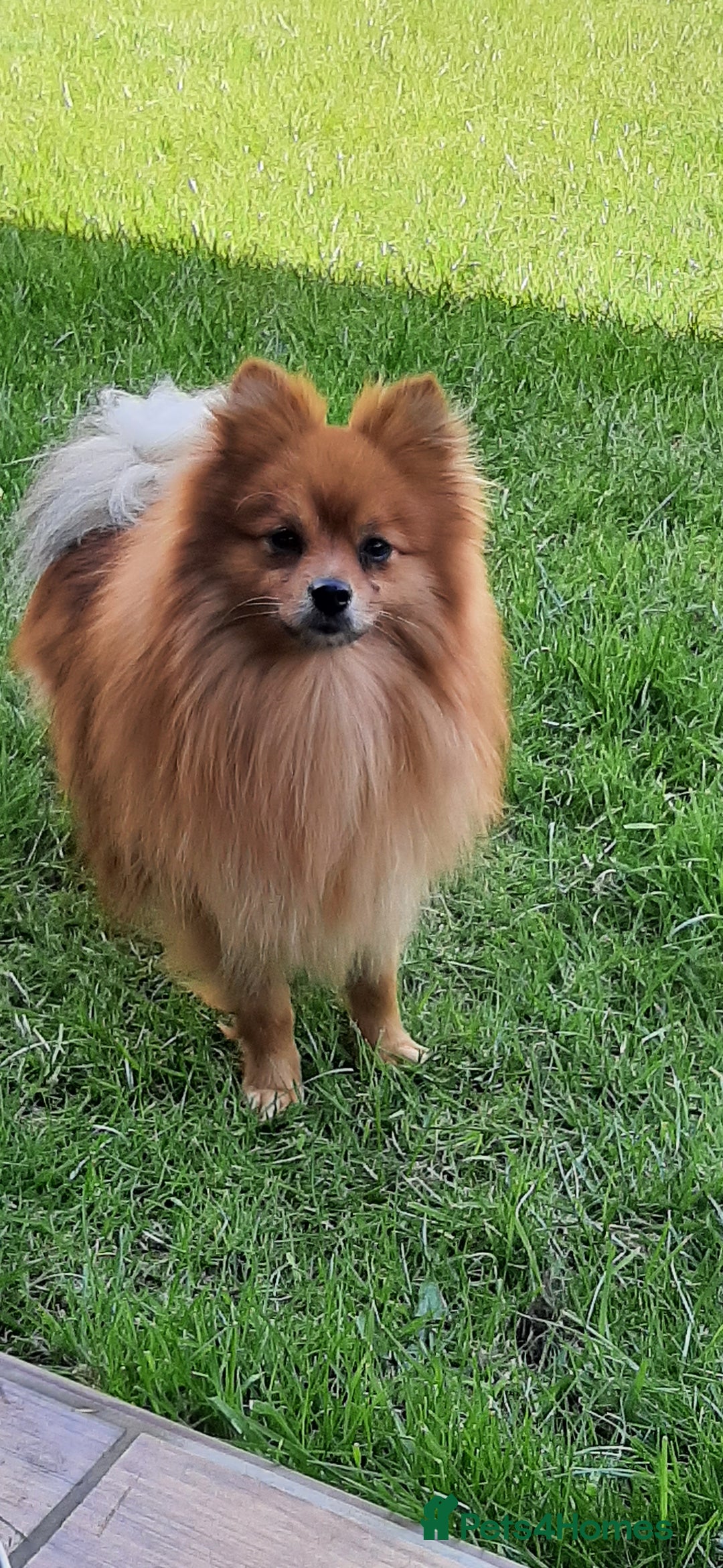 Pomeranian dogs for sale: 3 Stunning Poms - Image 15