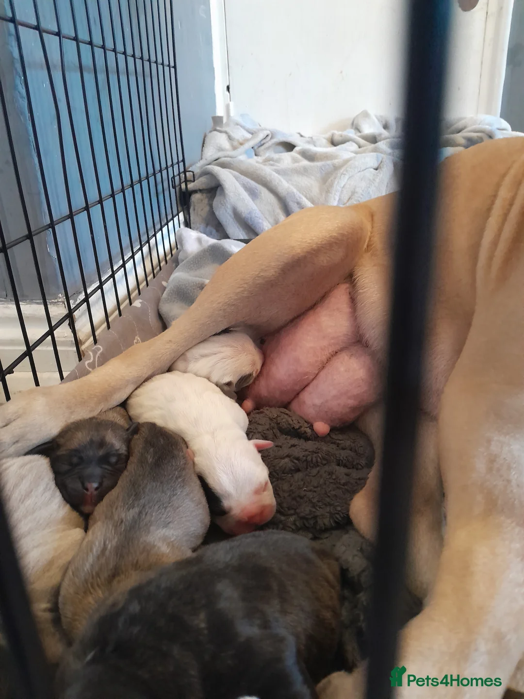 Mixed Breed dogs for sale: Mixed breed - Advert 9