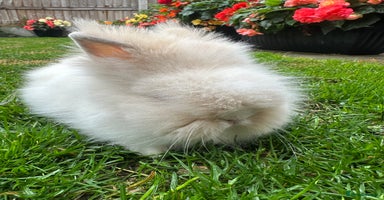 Lionhead rabbits - Advert 8