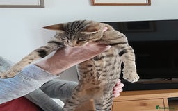 Savannah cats for sale: Beautiful F3 Pedigree Savannah Lady TICA Reg - Image 10